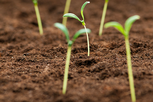 Green seedling illustrating concept of new life