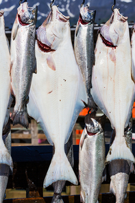 Fresh caught fish in Seward, Alaska, USA