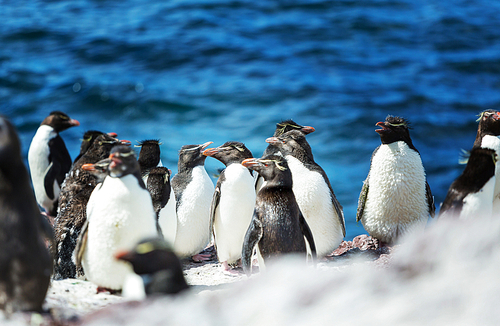 Rockhopper penguin in Argentina