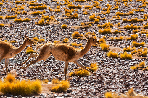 Guanaco (Lama Guanicoe) in Patagonia