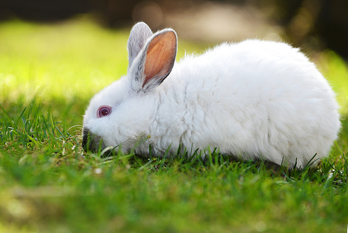 Funny  white rabbit in grass