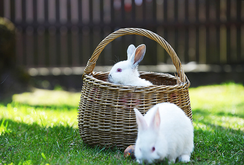 white rabbit in basket on  lawn