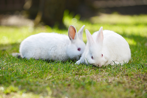 two funny  white rabbits in grass
