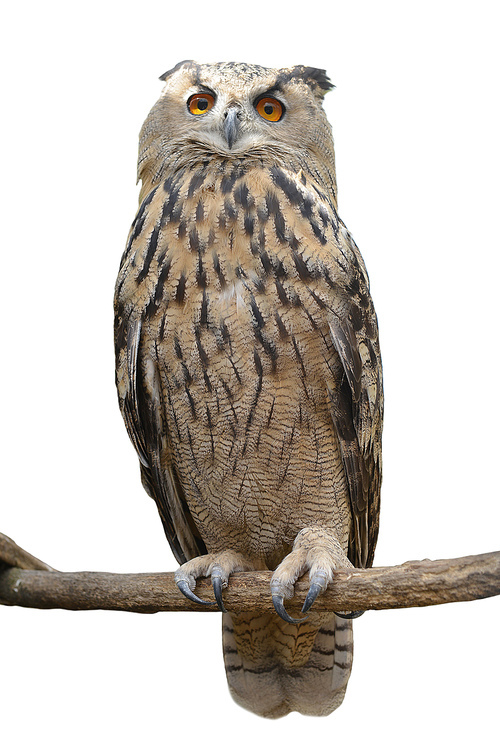 Great owl sits on branch of tree