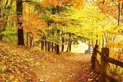 Autumn scene landscape at Letchworth State Park