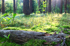 Early morning with sunrise in pine forest