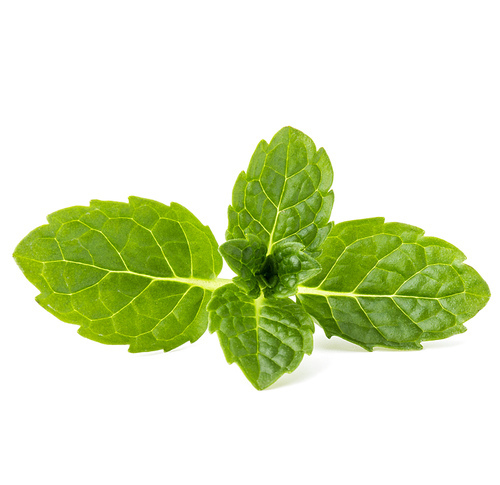 Fresh mint herb leaves isolated on white cutout