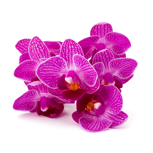 Orchid flower head bouquet  isolated on white cutout