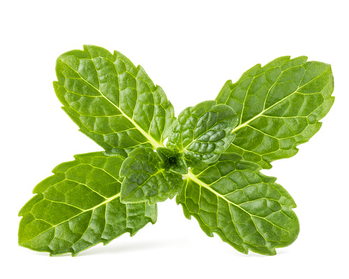 Fresh mint herb leaves isolated on white cutout