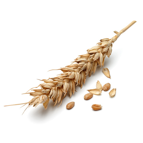 wheat ear isolated on white cutout
