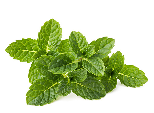 Fresh mint herb leaves isolated on white cutout