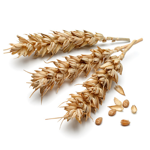 wheat ear isolated on white cutout