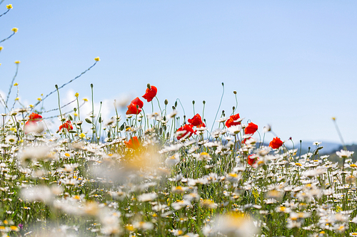 Poppies