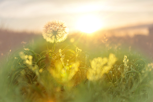 dandelion