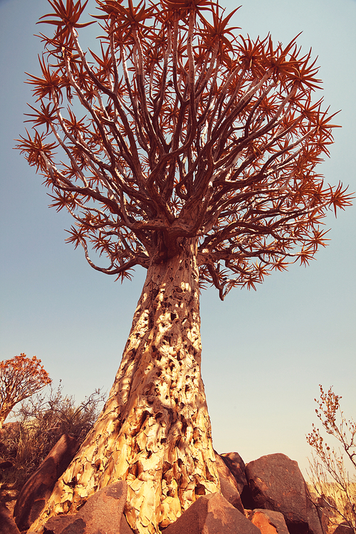 African tree