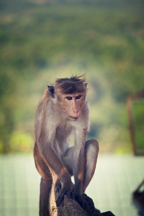 Monkey in Indonesia