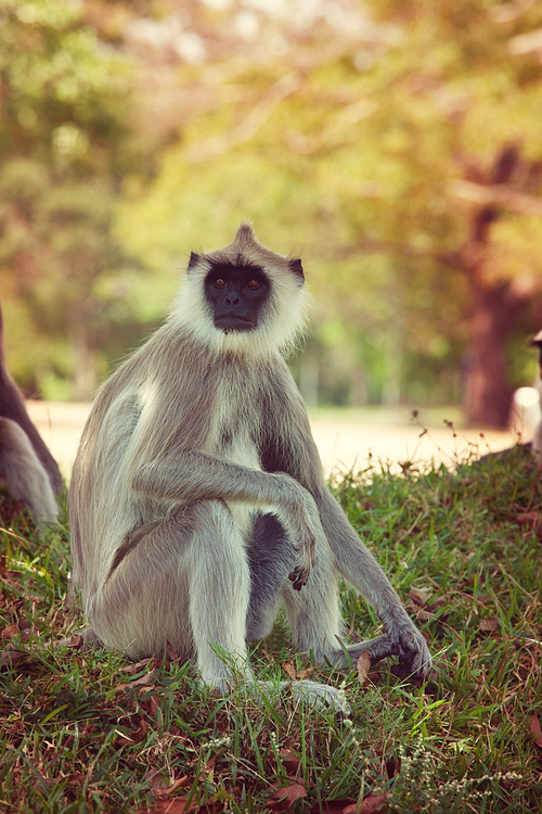 Monkeys in Anuradhapura, Sri Lanka