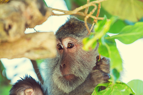 Monkey in Indonesia