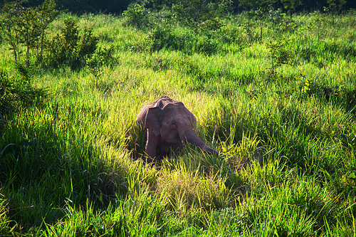 Asian Elephant in Sri Lanka