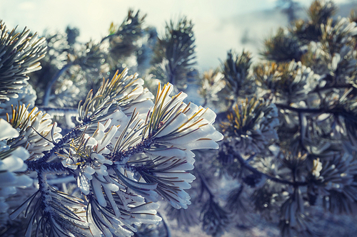 Picturesque snow-covered forest in winter