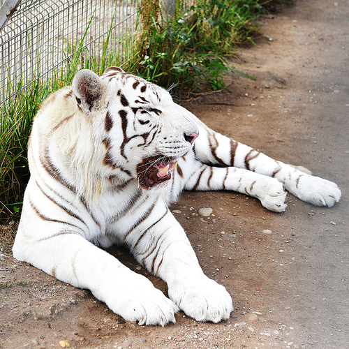 Tiger resting in cage of zoo