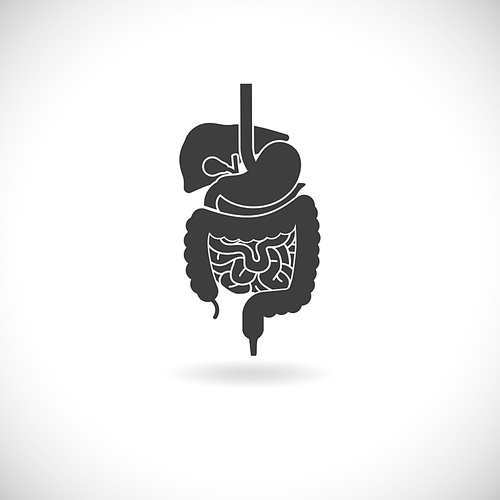 Digestive system with liver stomach and intestine black white flat vector illustration