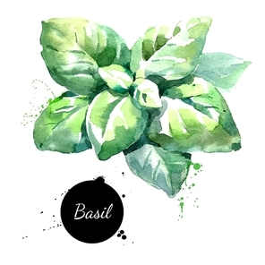watercolor basil leaves isolated  food  illustration on white