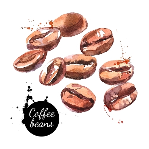 Watercolor hand drawn coffee beans. Isolated natural food vector illustration on white 