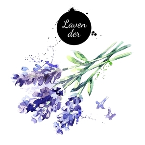 watercolor hand drawn bunch of lavender flowers. isolated  natural herbs vector illustration on white background