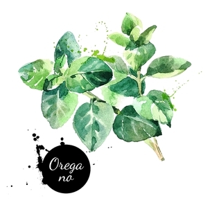 watercolor hand drawn oregano leaves. isolated  natural herbs vector illustration on white