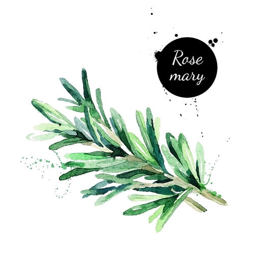 watercolor hand drawn twig of rosemary. isolated  natural herbs vector illustration on white