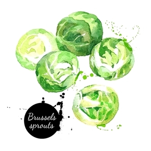 Watercolor hand drawn fresh brussels sprouts. Isolated organic natural eco vector illustration on white background