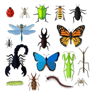 Set of various insects design flat. Bug and butterfly, ant and bee, spider and fly, ladybug and dragonfly, grasshopper wildlife, creature cockroach isolated on white . Vector illustration