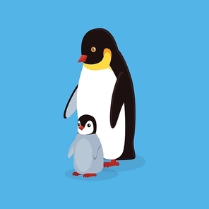 Animal penguin design flat. Bird penguin family vector, cartoon polar animal winter isolated, wild penguin character illustration