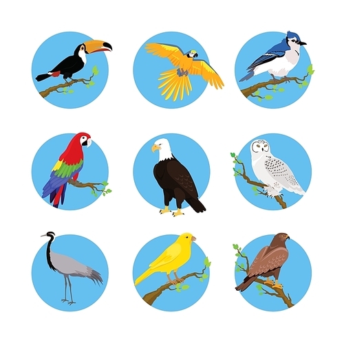 Collection of various birds flat design. Birds flying, owl and animals, bird vector, eagle wild, wildlife character, fauna and flying, toucan and zoology illustration