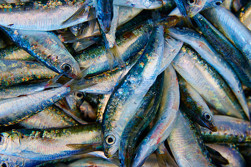 Sardines fresh fish in the fish market of Mediterranean sea
