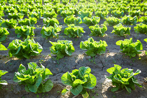 Green romain letucce field in a row in Mediterranean area