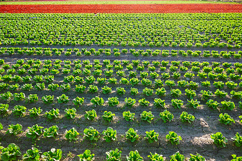 Green romain letucce and red oak leaf field in a row in Mediterranean area