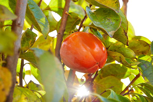 persimmon khaki fruit in the field tree with leafs