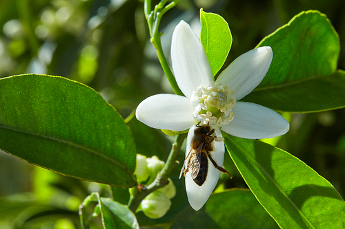 Orange blossom flowers in a tree in mediterranean Spain