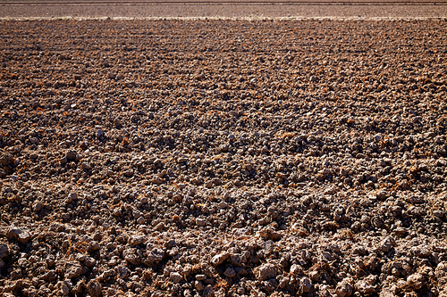 albufera food fields dried field in valencia spain