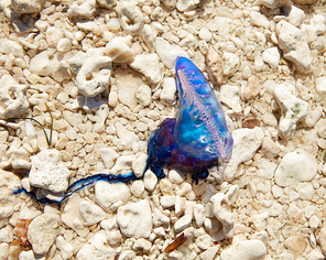 Portuguese man o war Physalia physalis dangerous jellyfish in Florida USA