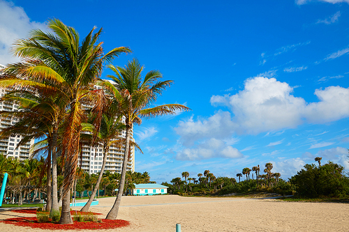 Singer Island beach at Palm Beach Florida Palm trees in USA
