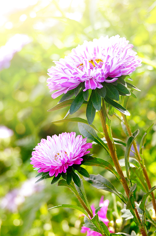 Violet asters flowers over bright background