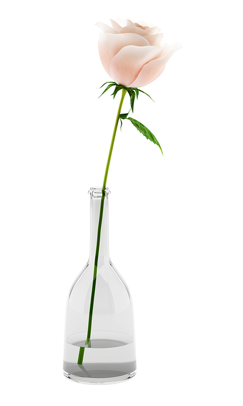 pink rose in glass vase isolated on white