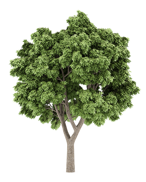 Sycamore maple tree isolated on white. 3d illustration