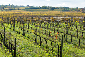 Grapes fields during winter fall autumn days