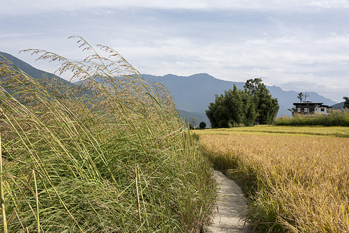 View of fields with mountains in background, Punakha, Bhutan