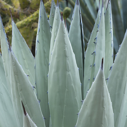 Close-up of a cactus plant, Santa Cecilia, San Miguel de Allende, Guanajuato, Mexico