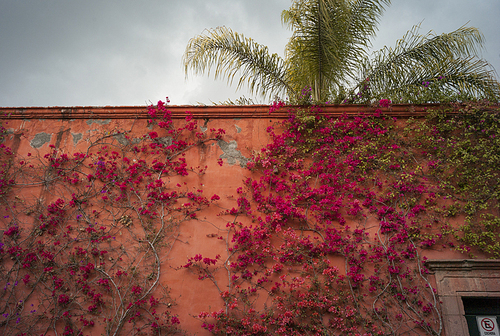 Ivy growing on wall, San Miguel de Allende, Guanajuato, Mexico